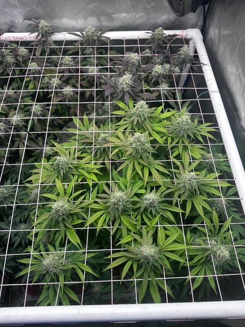 Grow#2