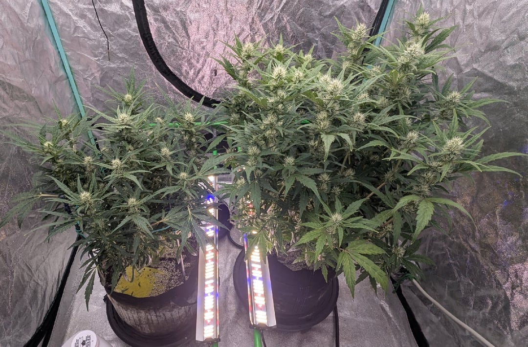 8 weeks into flowering - mature buds ready for harvest, autoflower day 103