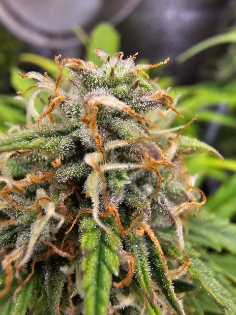 candy bubatz xl