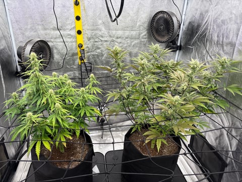 Grow Shed Grow #1