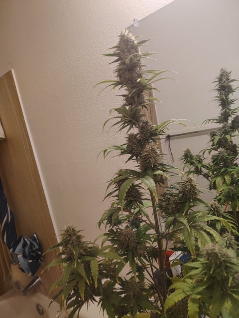 kush