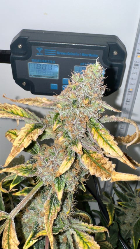 Purple Haze