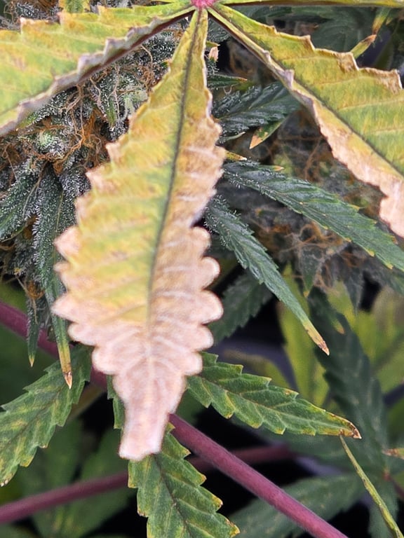 A cannabis plant showing webbing and leaf damage from a pest infestation