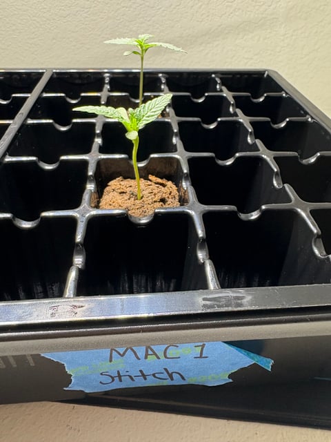 First Grow (Hydro)