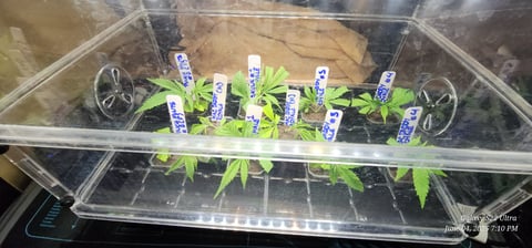 Clones in the chamber