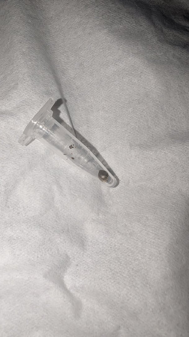 6 weeks into flowering - dense buds with pistils turning orange, autoflower day 92