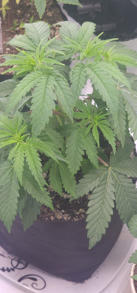 Tester Strain #1 