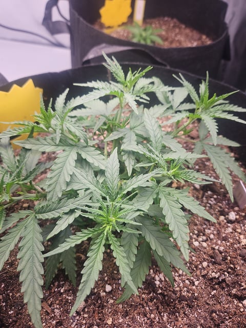 Black Widow 