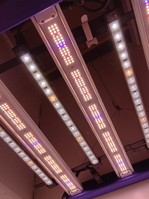 Indoor Closet Grow
