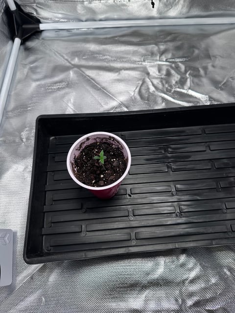 first grow