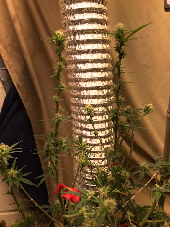A tall cannabis plant showing flowering stretch with widely spaced nodes
