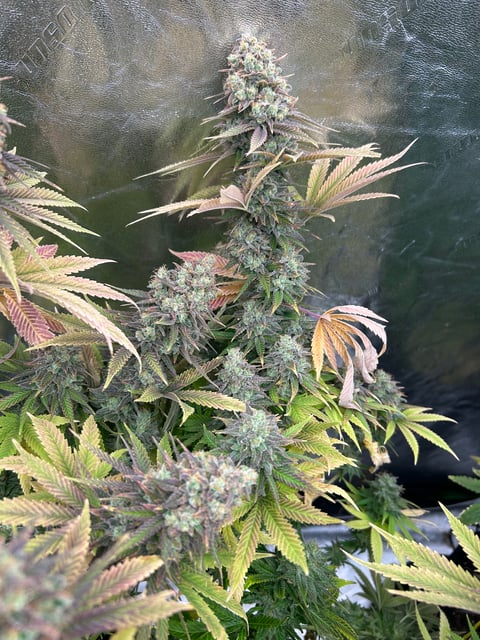 GG4