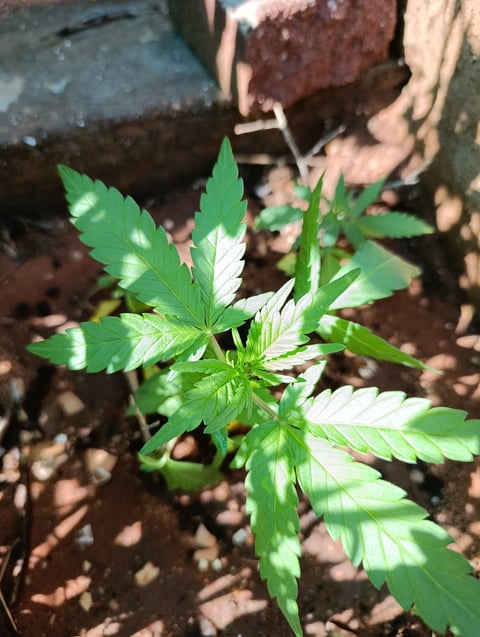 White Widow/Gorilla Glue