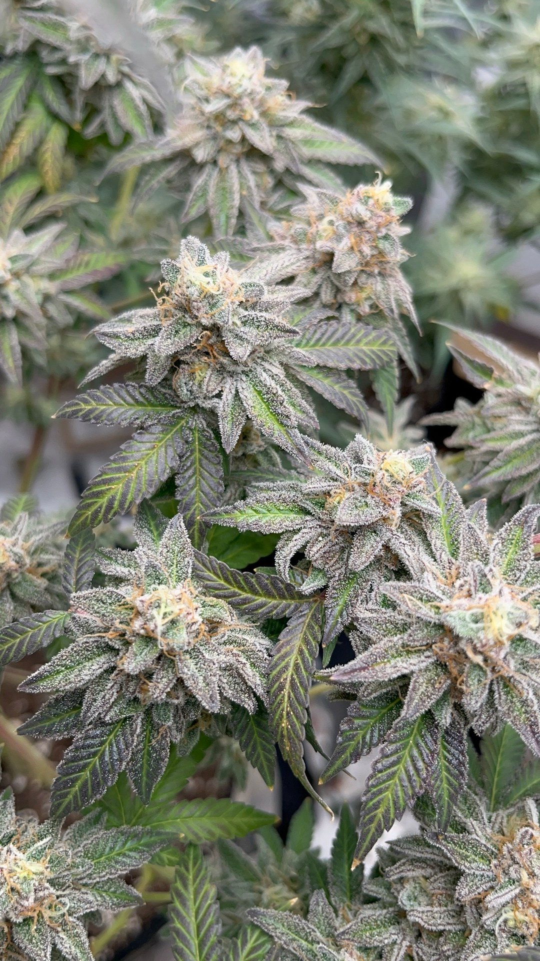 Cannabis harvest - final bud structure before chop, Celestial Blueberry day 83