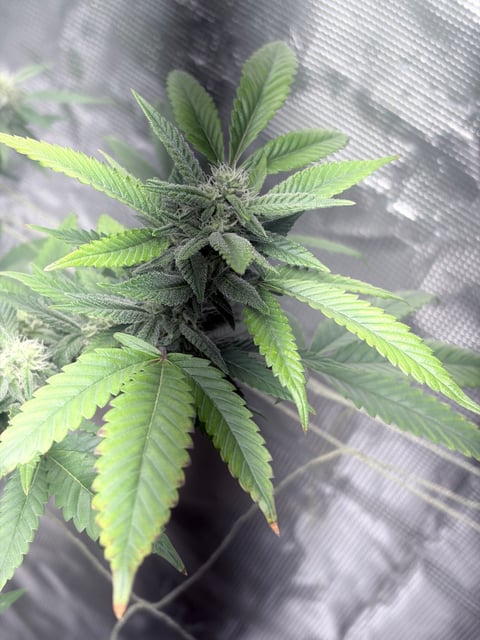 CANDYLAND