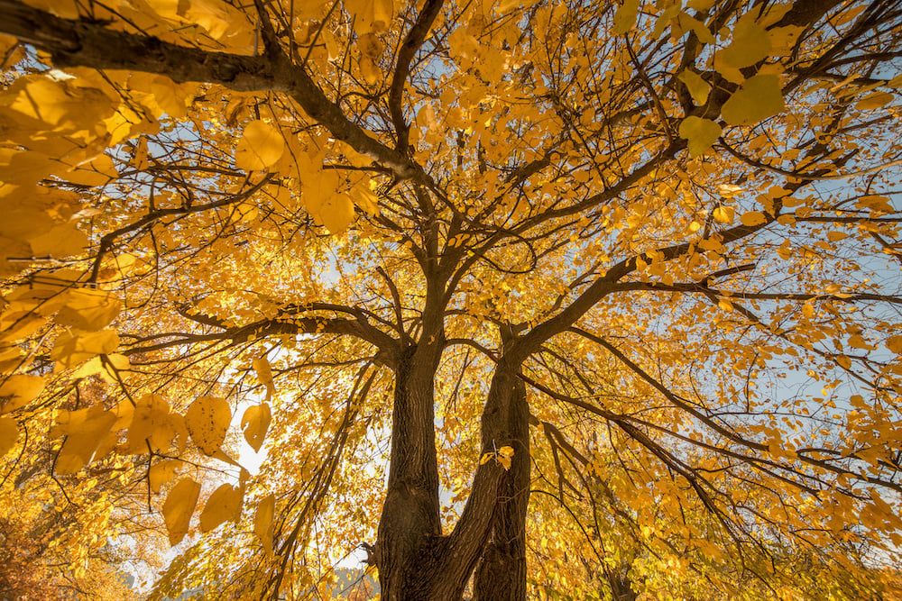 Autumn Tree Woman