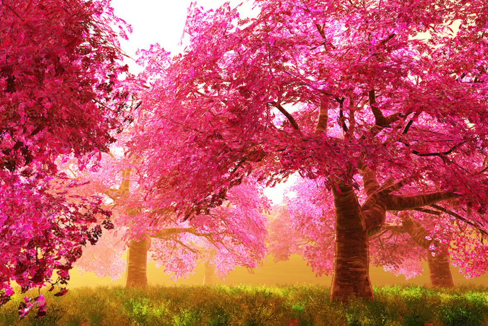 Spring Tree Woman