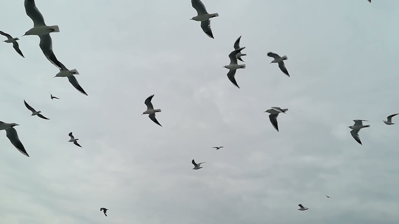 Brothertiger - "Heaven" (Official Video)