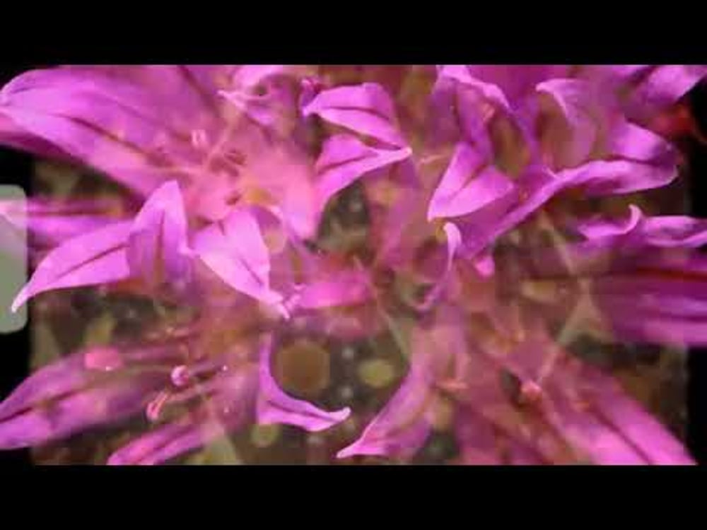 New Lands - RUMTUM (Official Music Video)