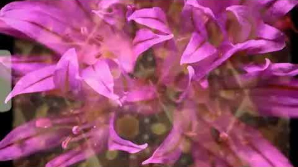 New Lands - RUMTUM (Official Music Video)