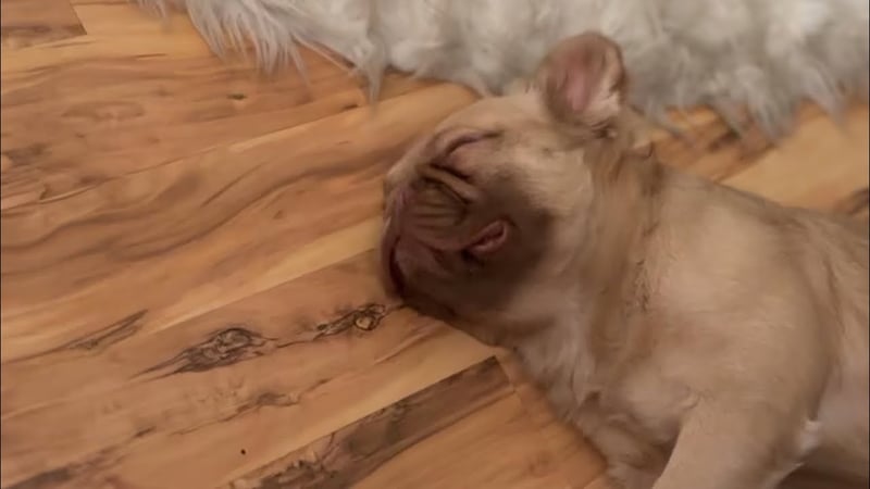 Bentley (H.O.V.A.) Izzo LOSES IT on SAHN HOVA First Meeting