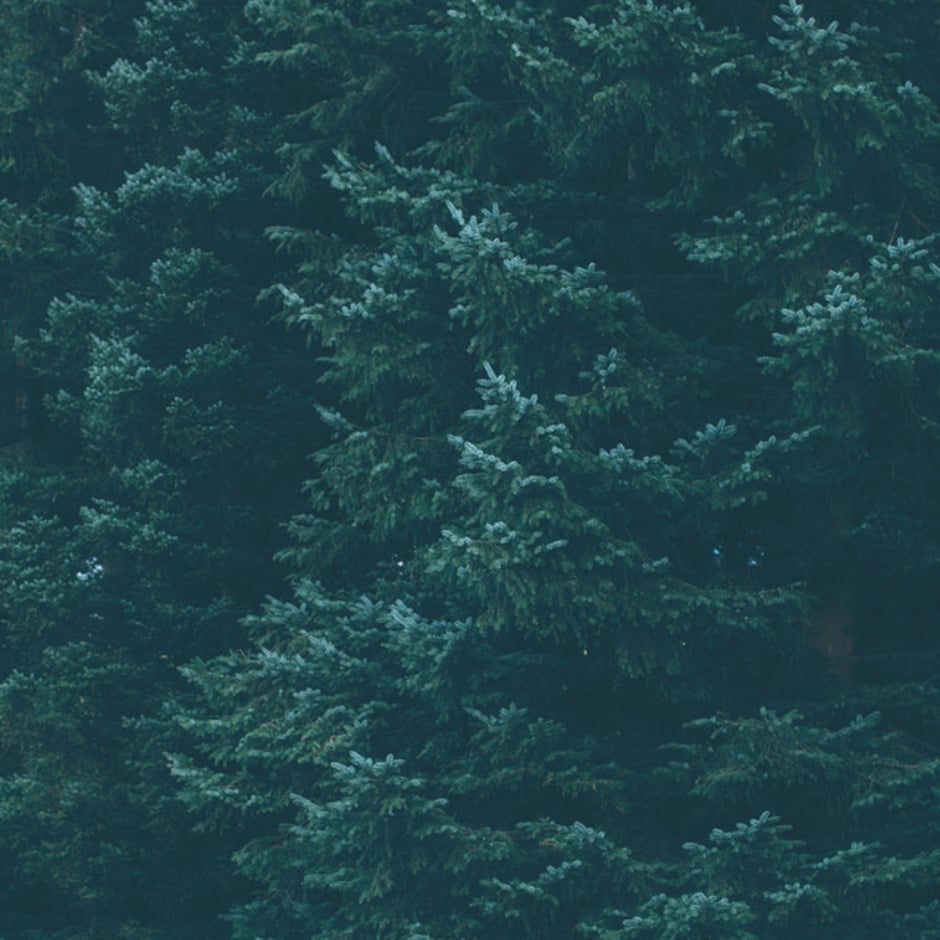 Evergreen