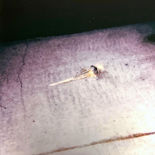 YOU ONLY LIVE FOREVER (B SIDE) image