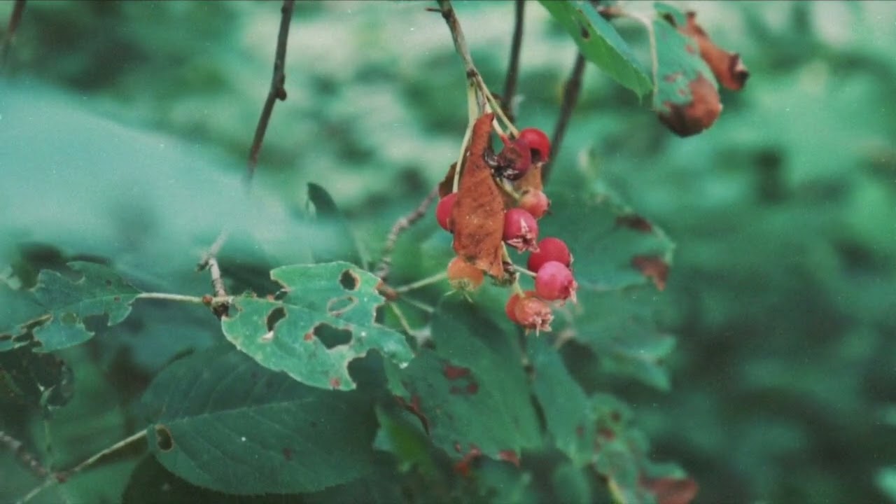 Bobcat Attack - Bend, Don’t Break
