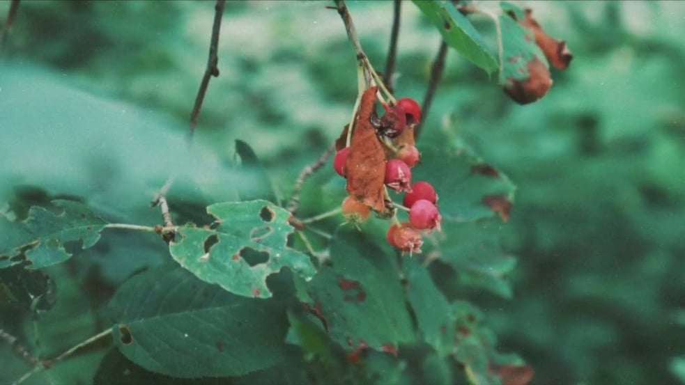 Bobcat Attack - Bend, Don’t Break