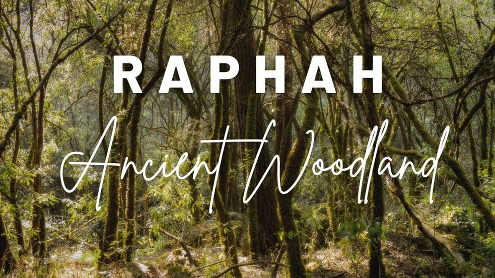 Ancient Woodland - Raphah // Ambient Music