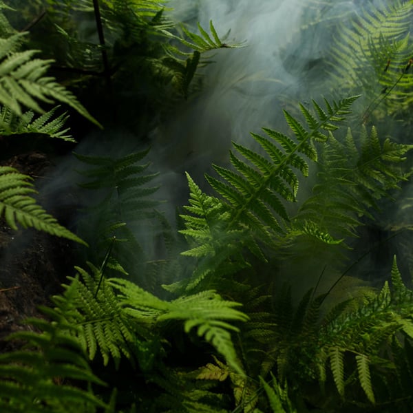 Jungle Party image