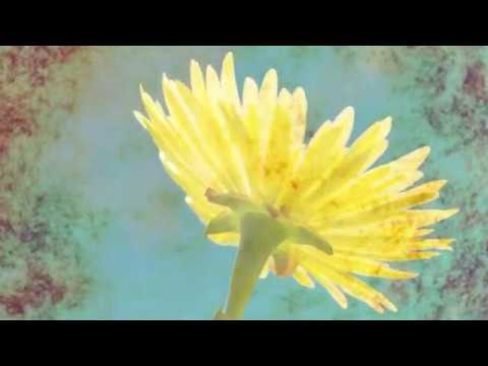 Jonathan Thomas Miller - Bright Friends or Blue Friend (Official Video by Jonathan Thomas Miller)
