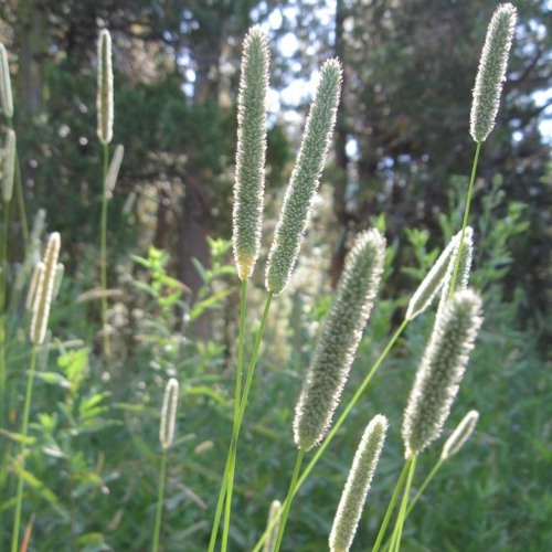 Sol • Res - Healing Tones