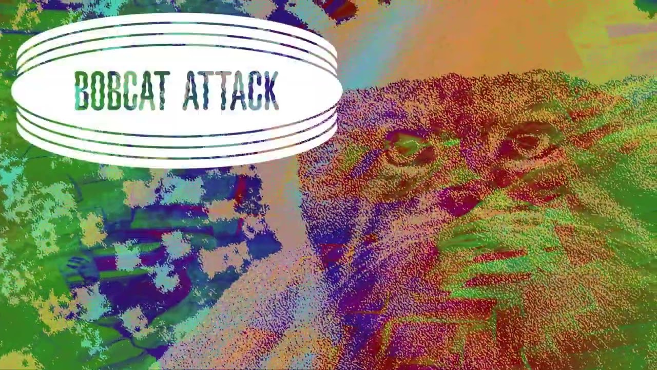 Bobcat Attack - Pallas