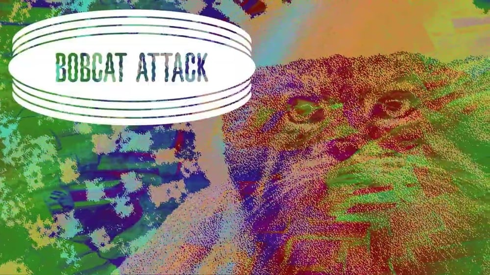 Bobcat Attack - Pallas