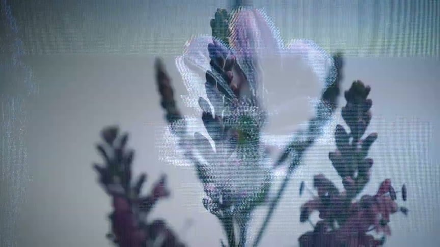 Dear Gravity & Six Missing • Flowers (Official Video)