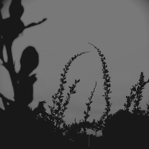 Praying for Sunrise image