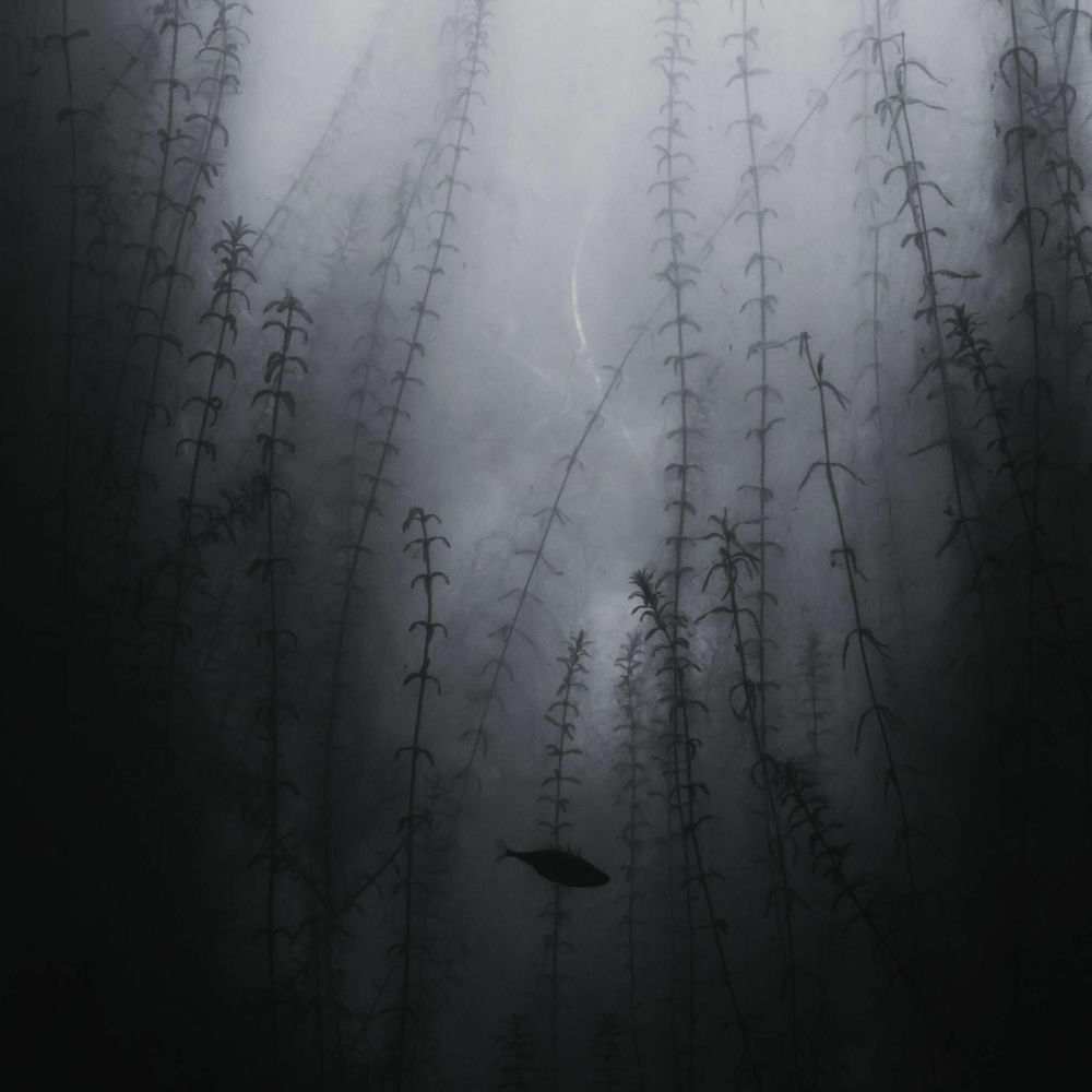 why try to come back after all of that