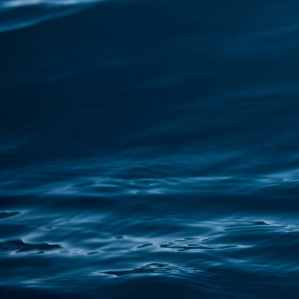 Whales image