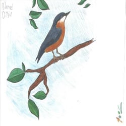 Ode To a Nuthatch