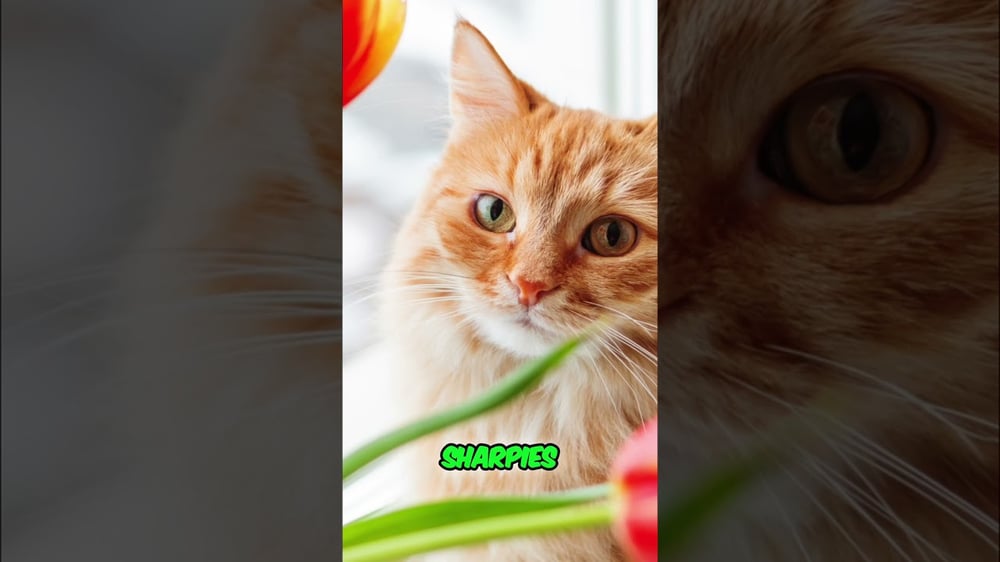 Sharpie Podcast: Halloween Makeup & Pumpkin Problems! #shorts