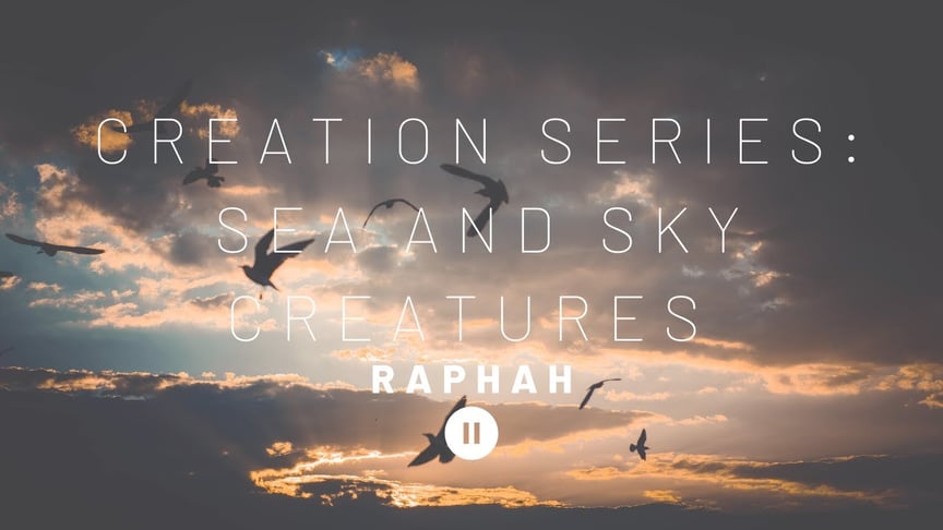 Creation Series: Sea and Sky Creatures - Raphah // Ambient Music