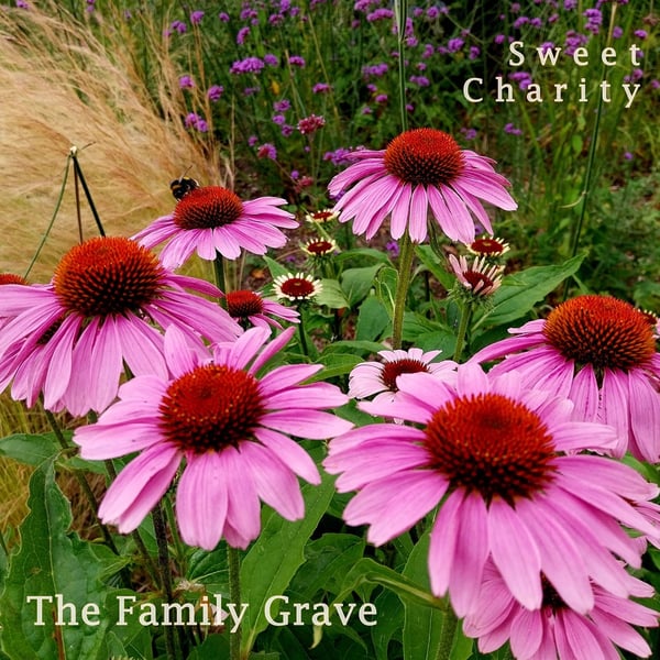 Sweet Charity image