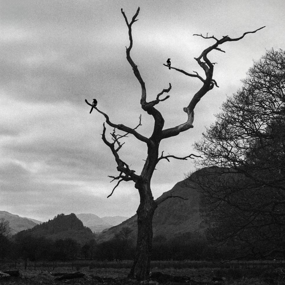 One For Sorrow (Two For Joy)