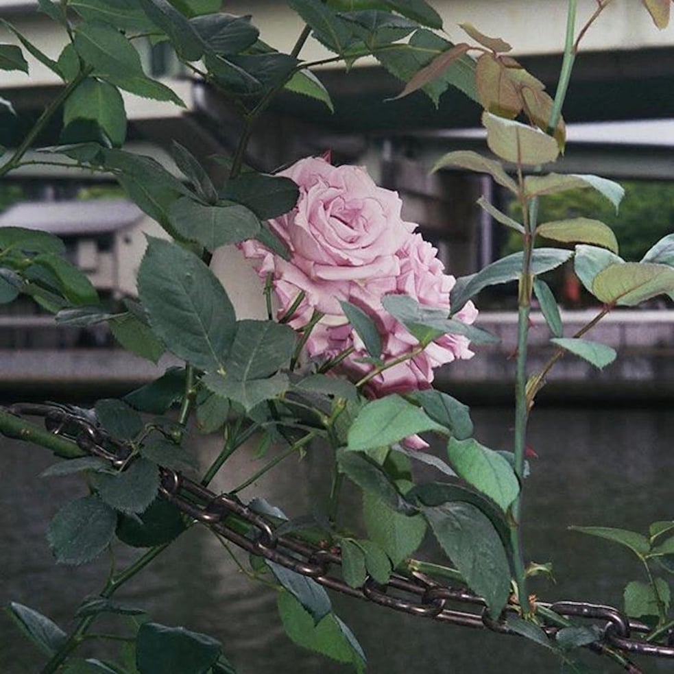 torn portrait demos - Digital