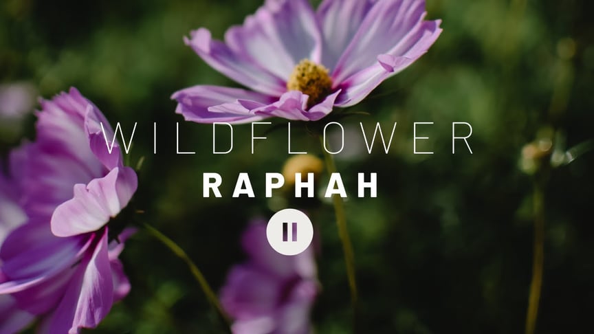 Wildflower - Raphah // Ambient Music