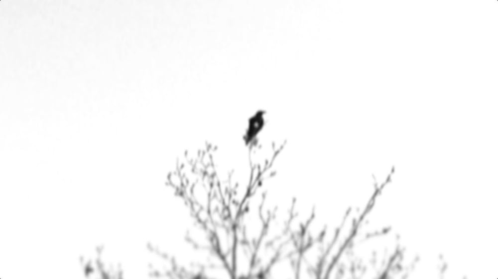 "Beyond.Desire" Dead Leaf Echo (Official)