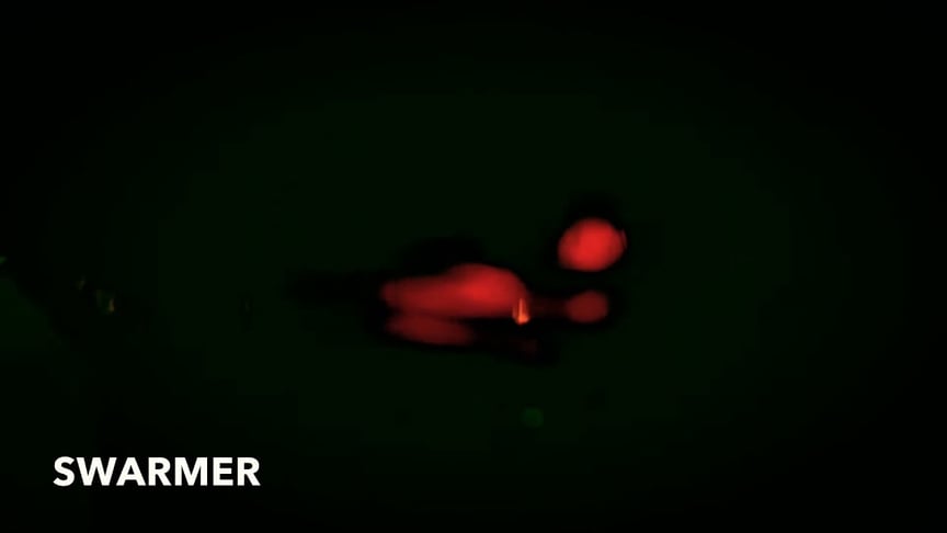 SWARMER - It Waits For Me Burrowed