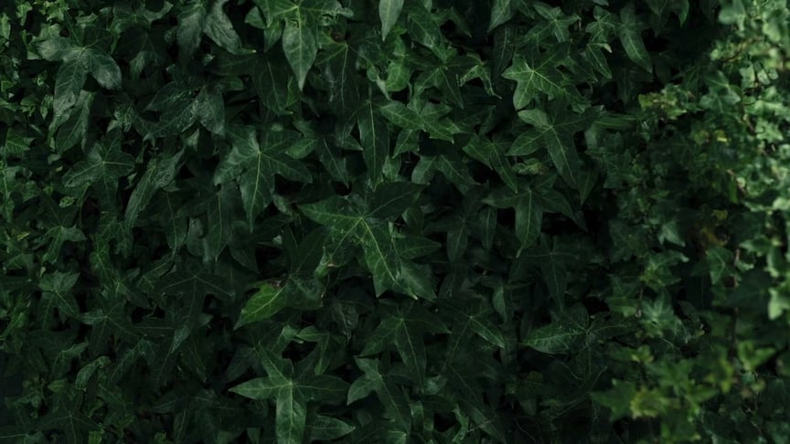 Dear Gravity • Dregs (Official Video)