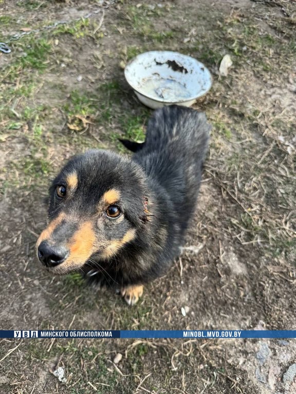 Жуть! В Беларуси мужчина отрезал собаке уши